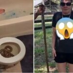 Mulher urina sobre cobra escondida no vaso sanitário, quando descobre entra em desespero