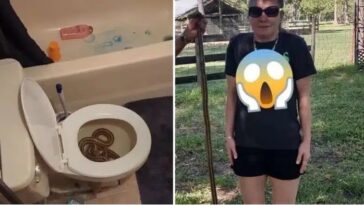 Mulher urina sobre cobra escondida no vaso sanitário, quando descobre entra em desespero