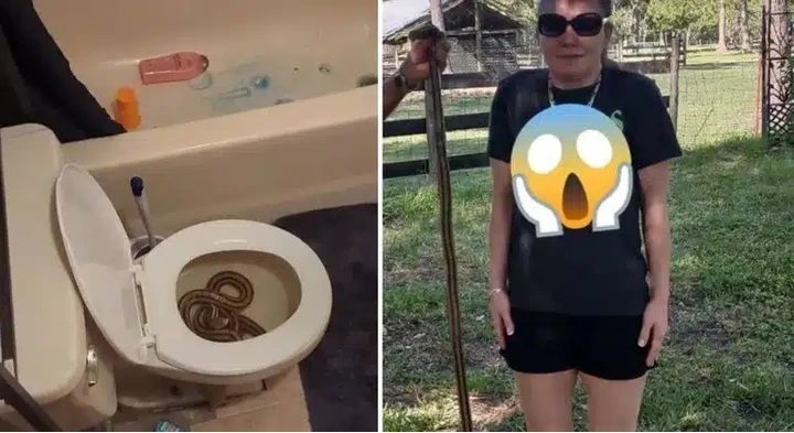 Mulher urina sobre cobra escondida no vaso sanitário, quando descobre entra em desespero